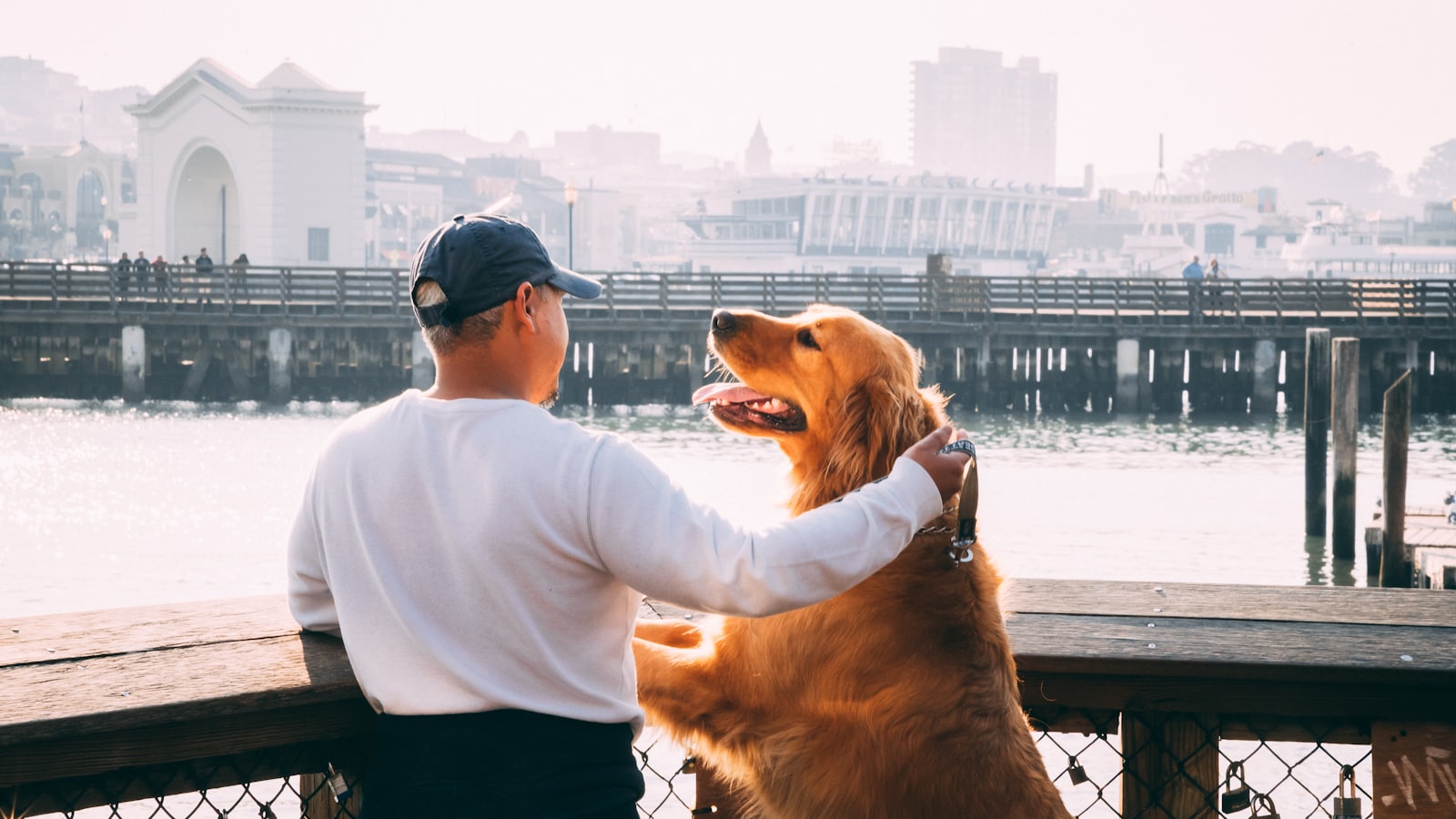 man standing near Golden Labrador retriever viewing bridge and high-rise buildings