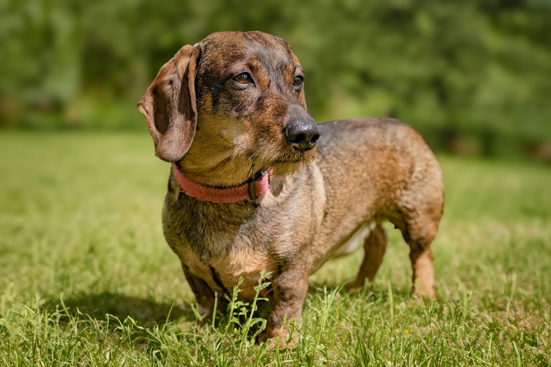 A Dachshund dog