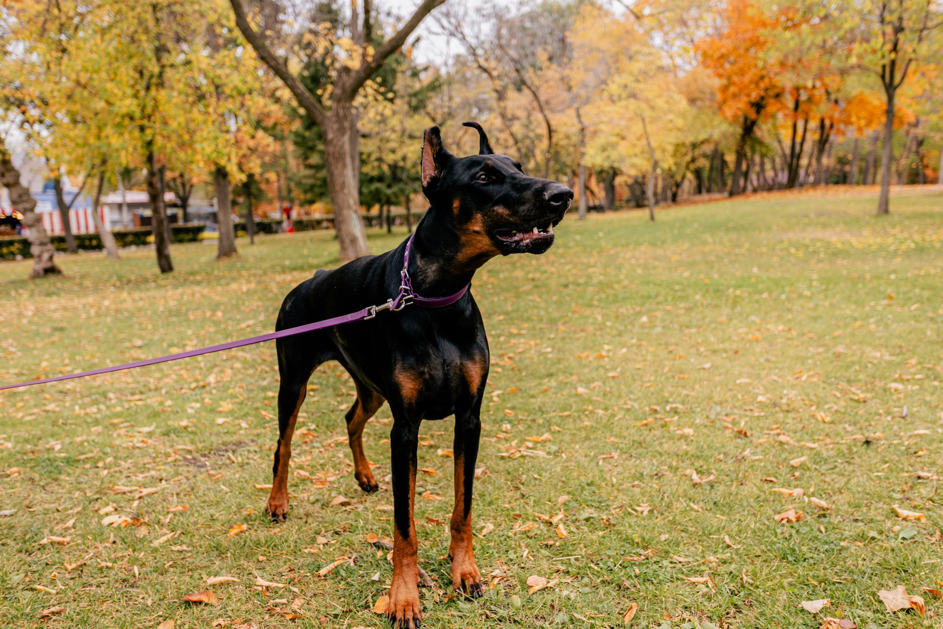 A Doberman Pinscher dog