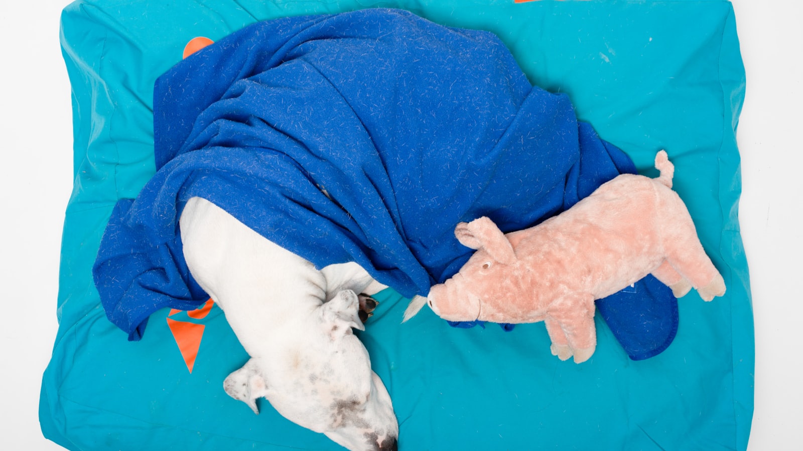 a dog lying on a blue blanket