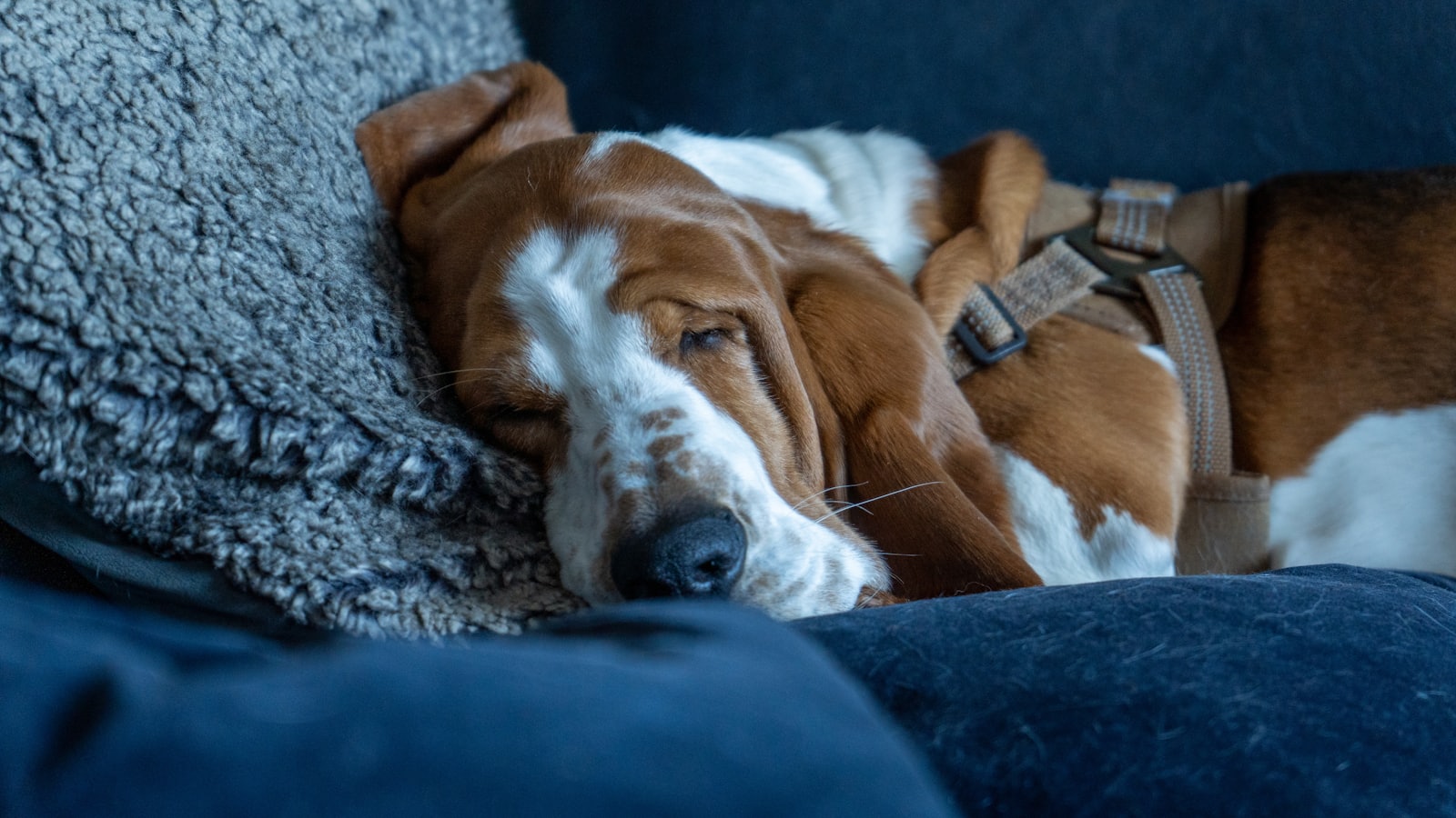 A basset hound dog sleeping on a couch.