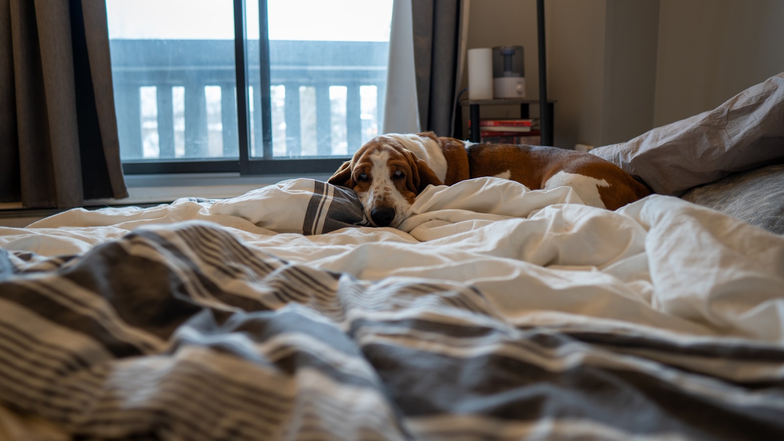 A brown and white dog rests on a messy bed.