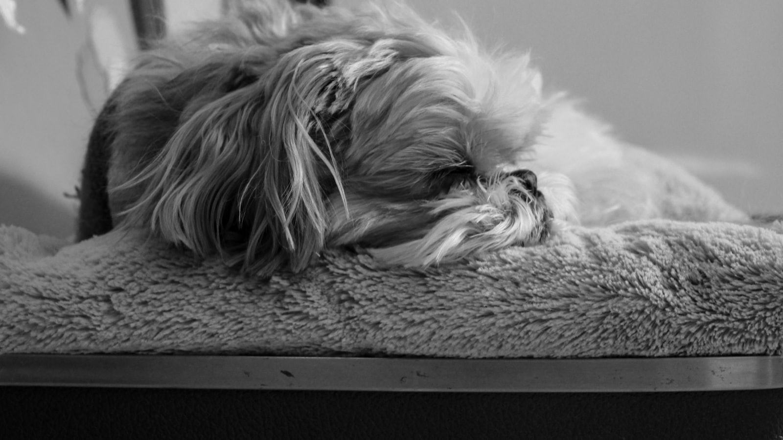 A shaggy dog sleeps peacefully on a soft bed.