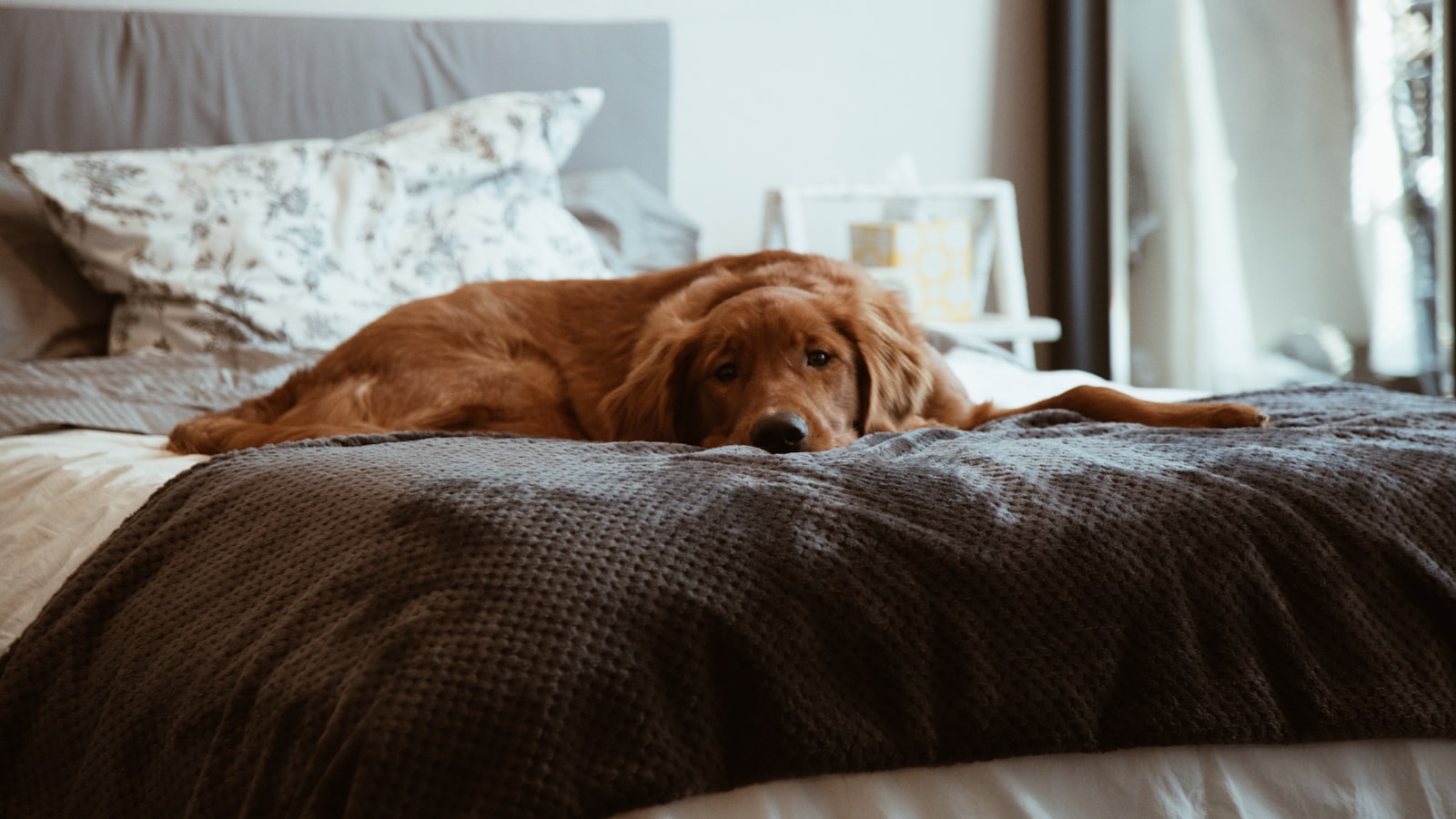 short-coated brown dog