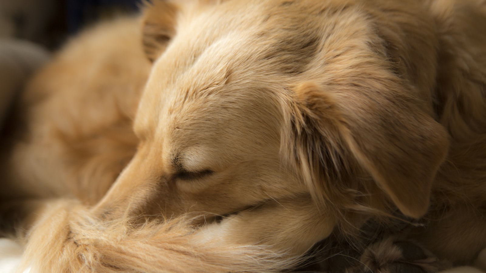 golden retriever lying on white textile