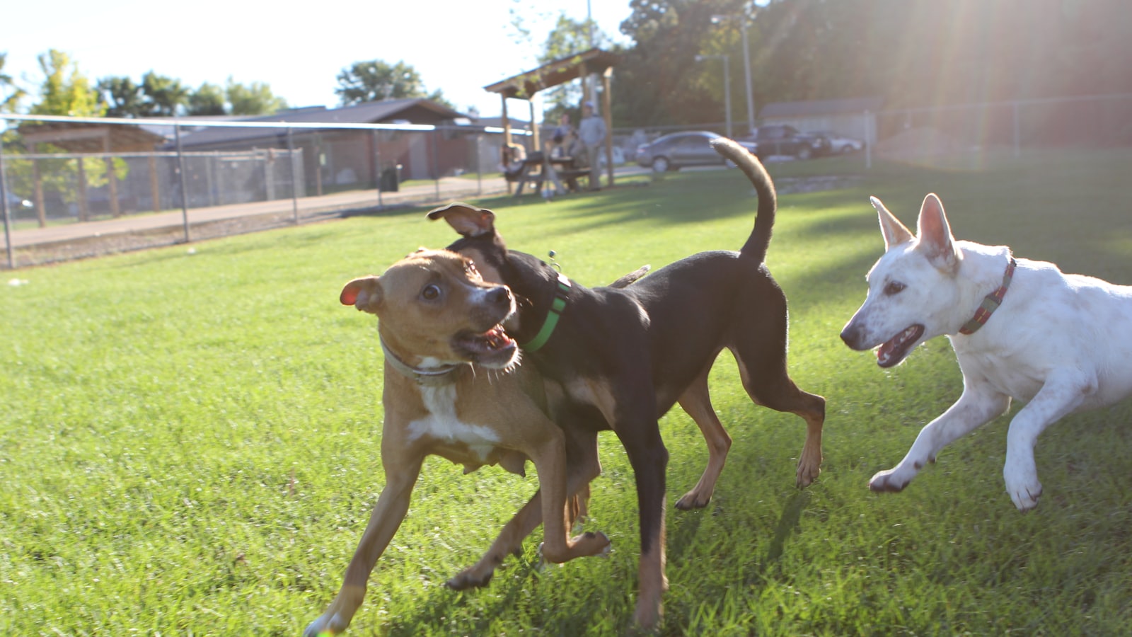 a couple of dogs that are standing in the grass