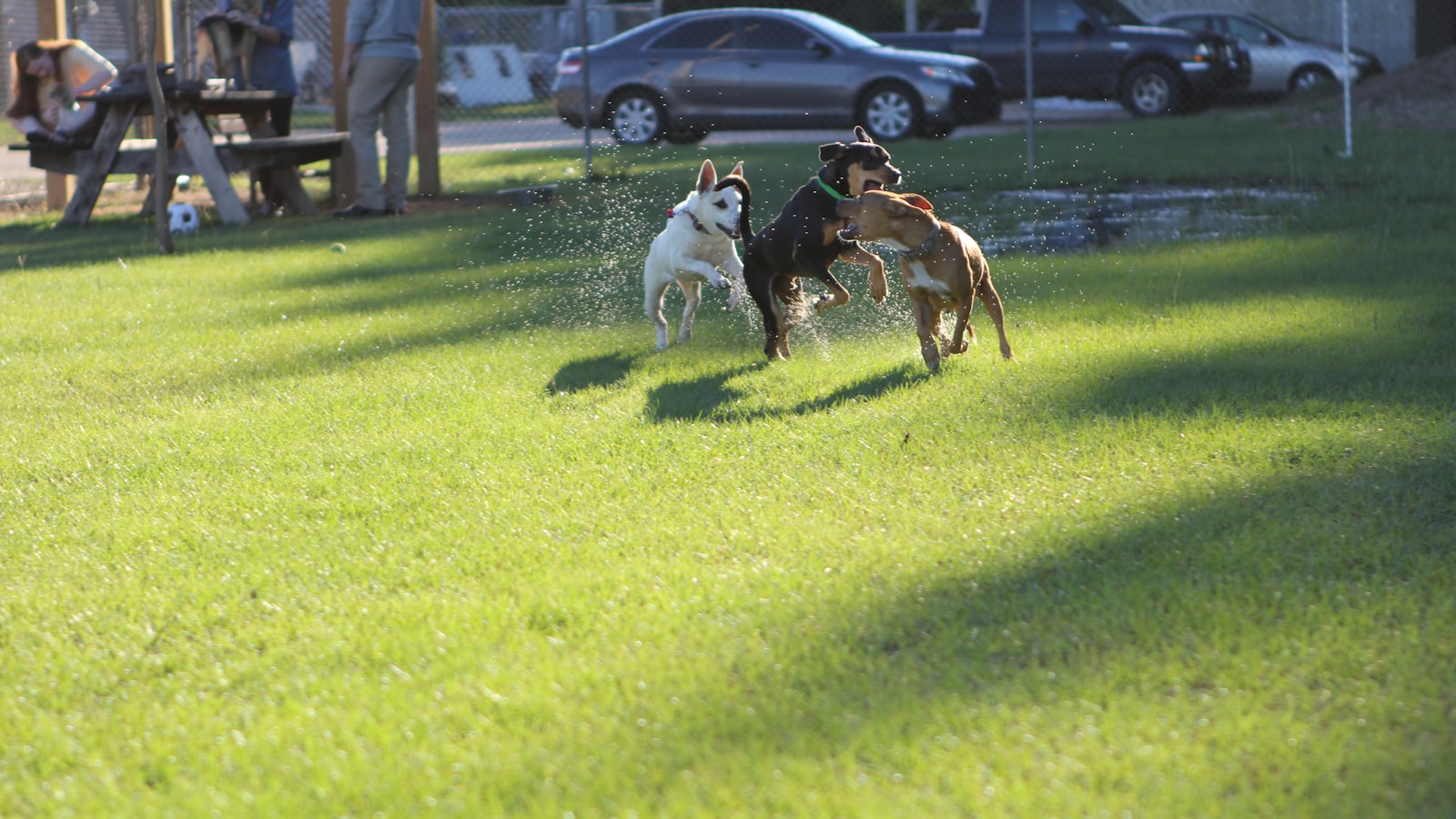a group of dogs playing in the grass