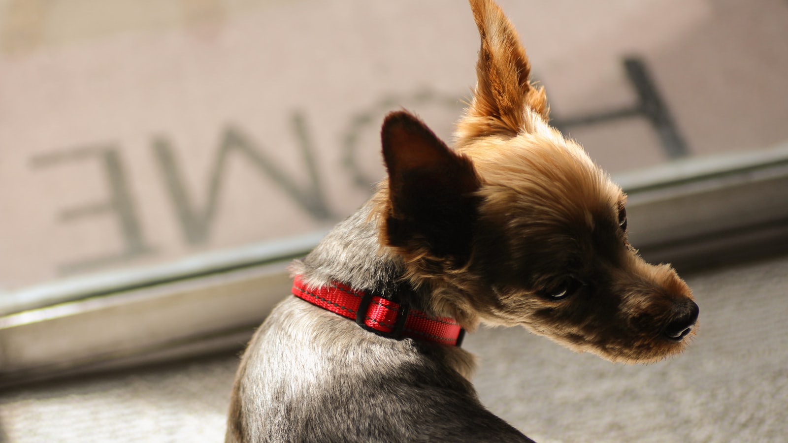 a small brown and black dog sitting next to a window