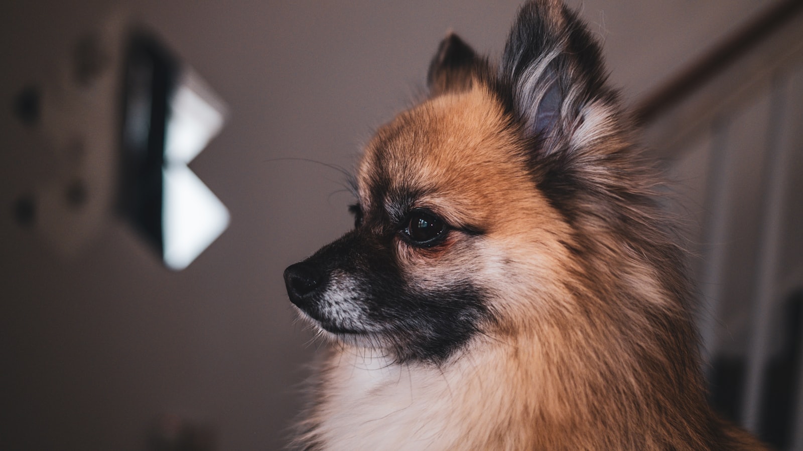 A fluffy pomeranian dog looks to the side.