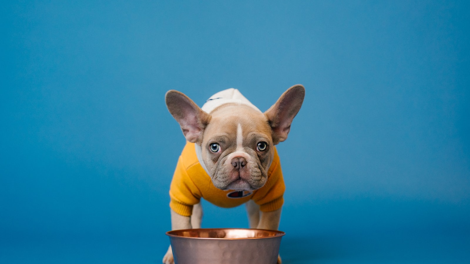A french bulldog puppy stands by a food bowl.