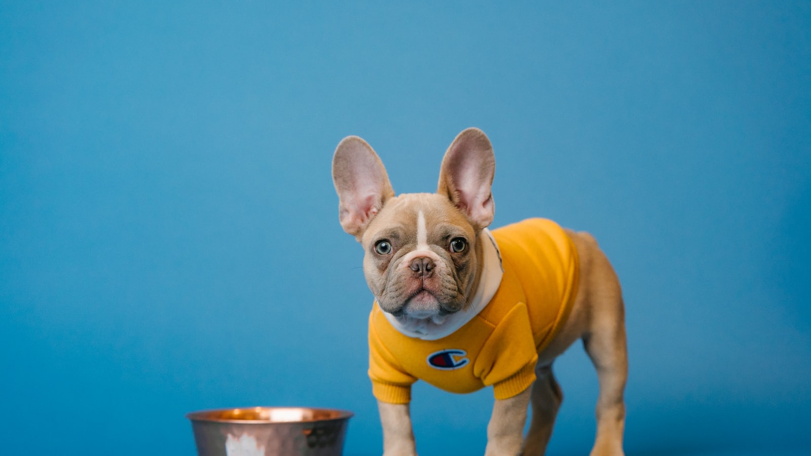 brown french bulldog in yellow shirt holding blue ceramic mug