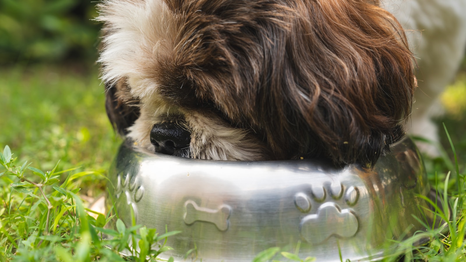 a brown and white dog eating out of a metal bowl