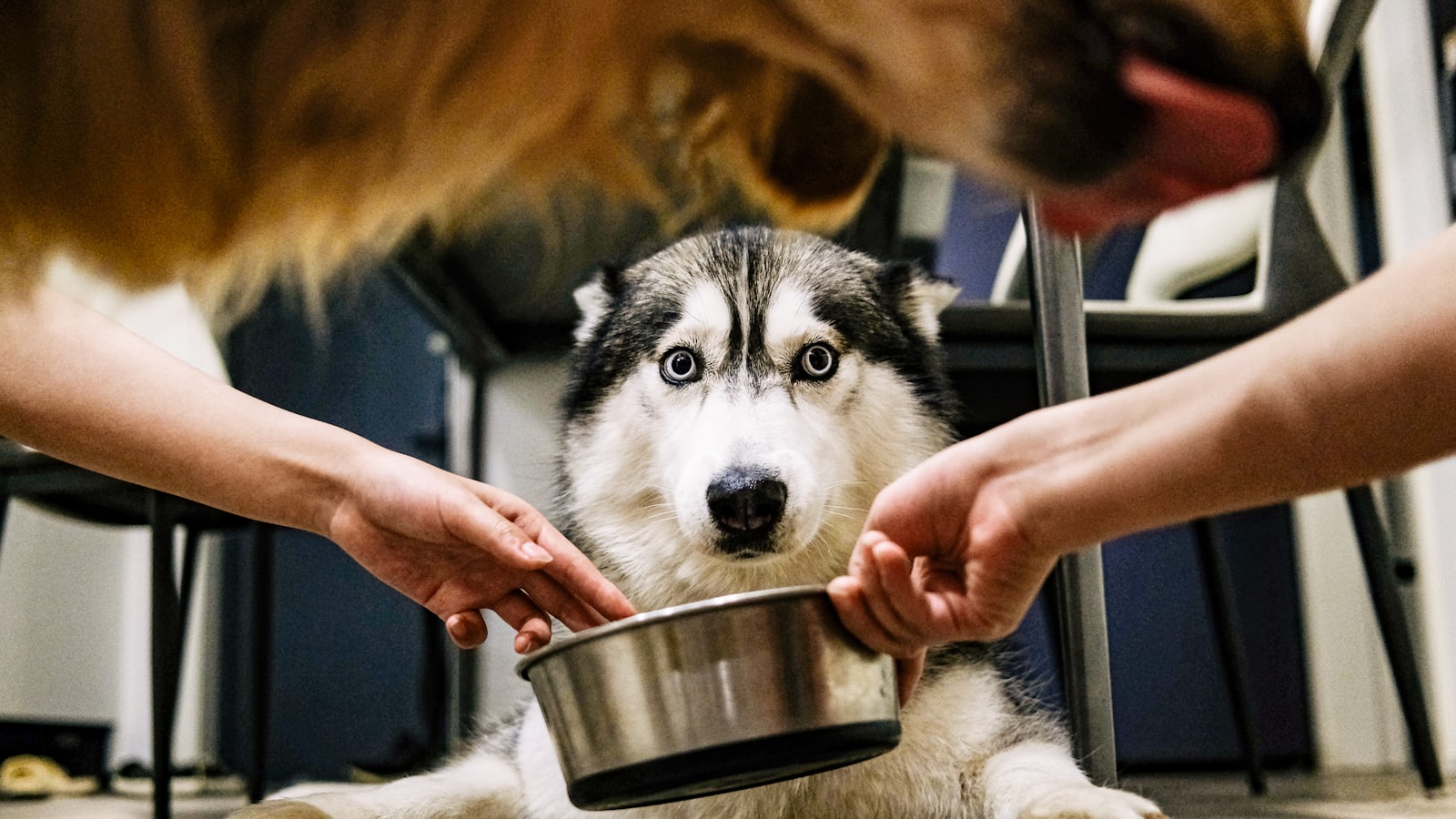 a dog sitting on the floor with a person feeding it