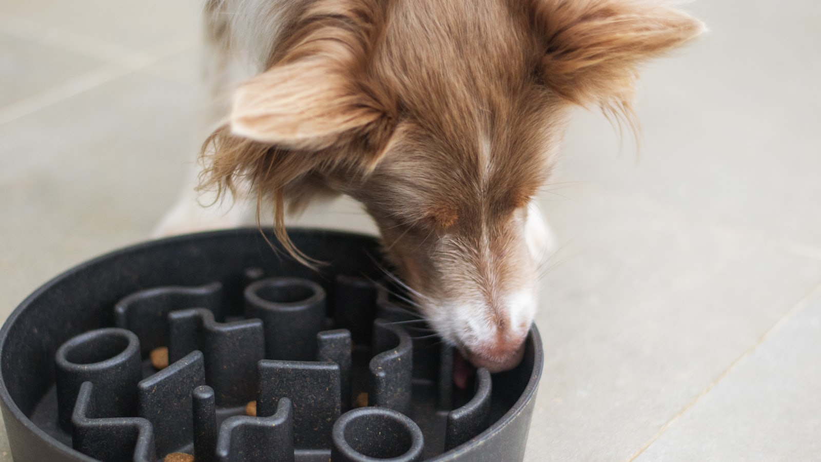 a brown and white dog eating out of a black bowl