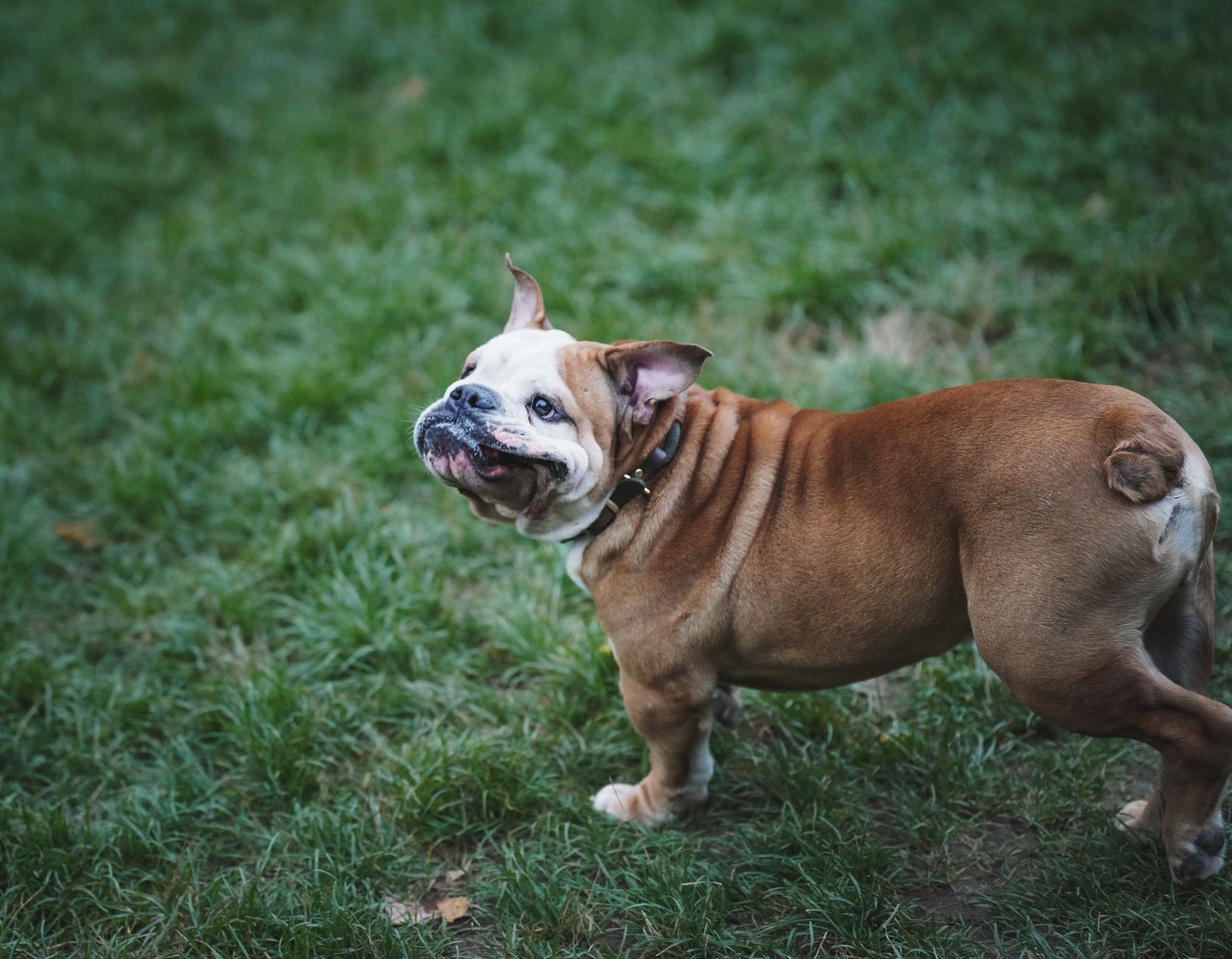 A English Bulldog dog