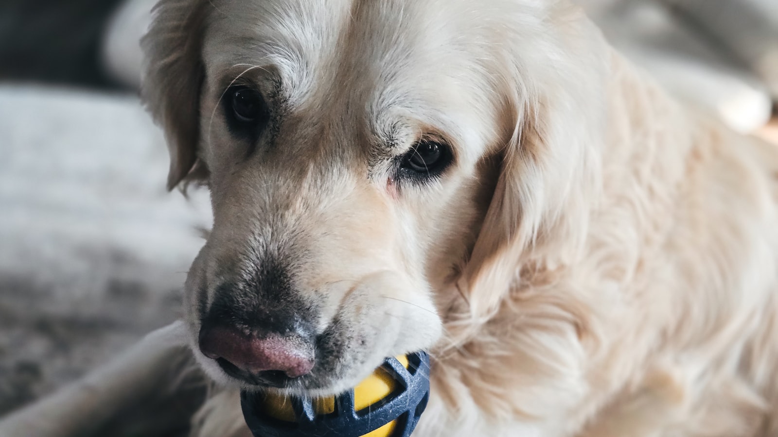 Golden retriever dog holding a yellow ball in its mouth