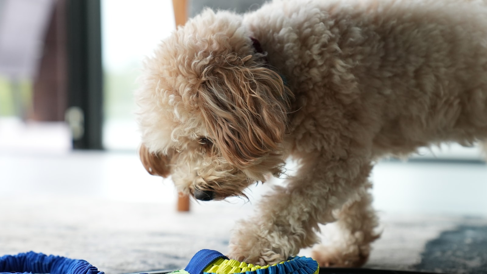 a dog playing with a toy