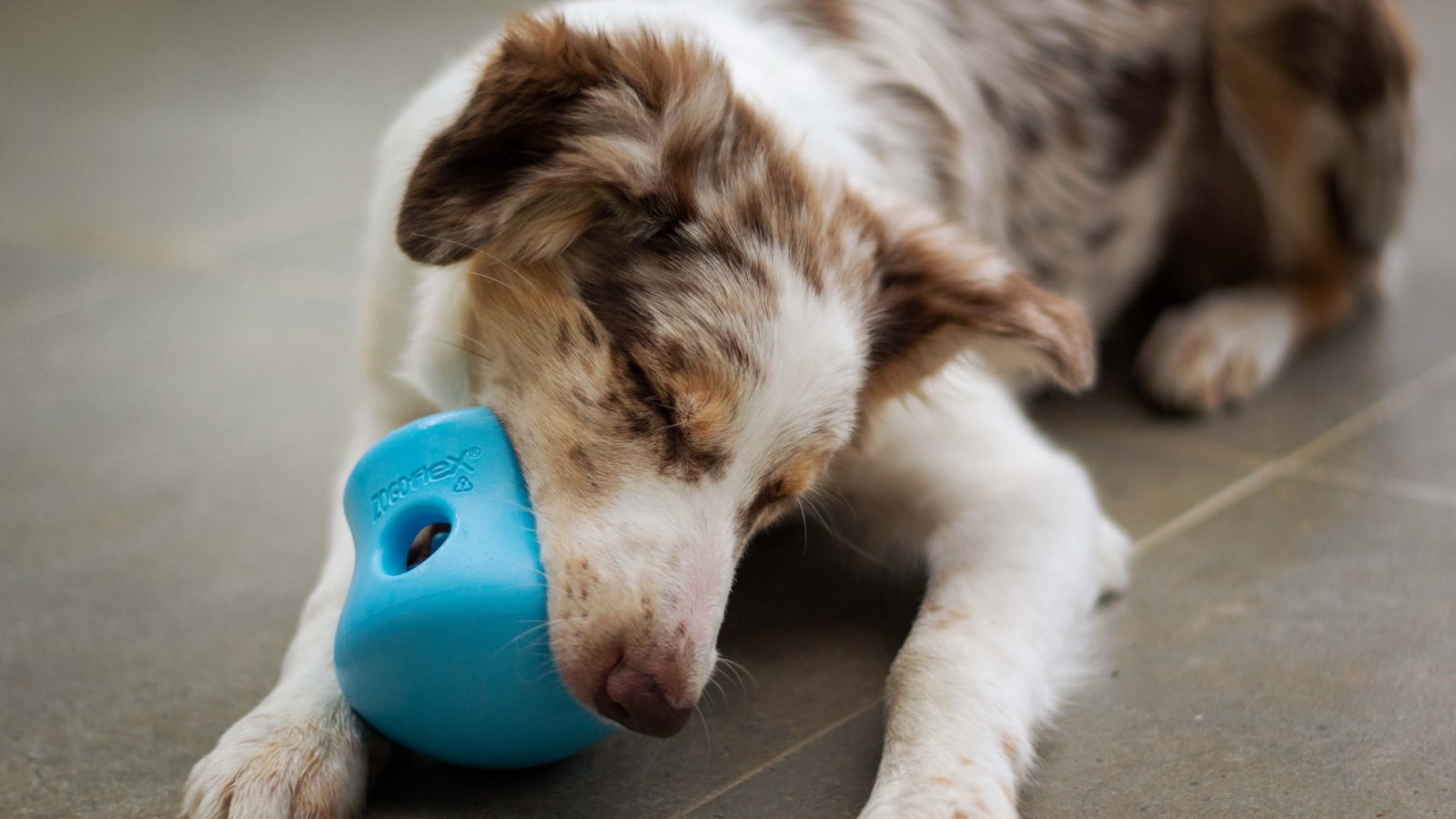 a brown and white dog chewing on a blue toy