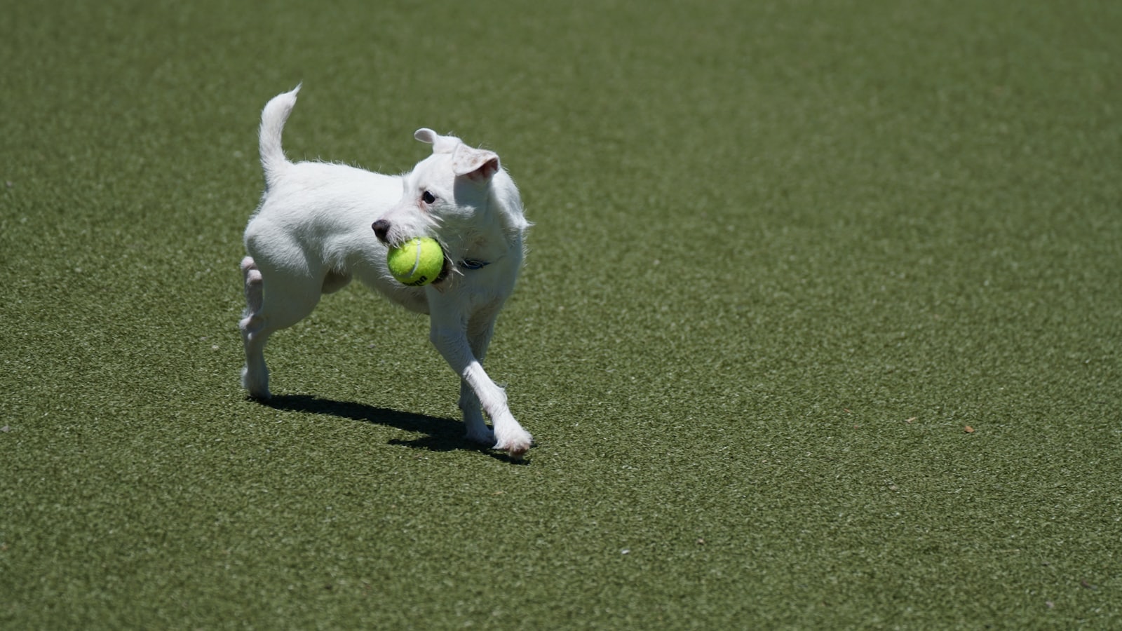white short coated dog with ball in mouth running on grass