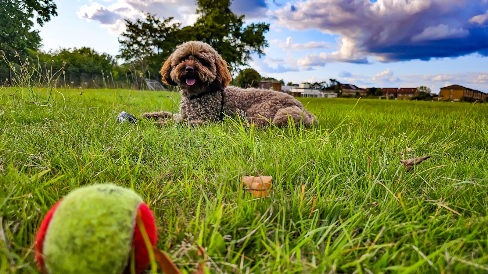 a dog laying in the grass next to a tennis ball