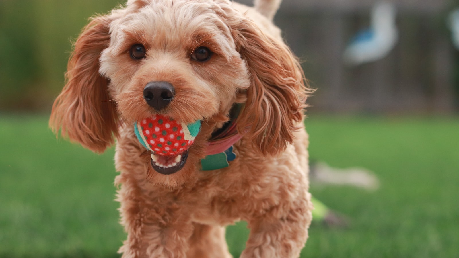 brown long coated small dog