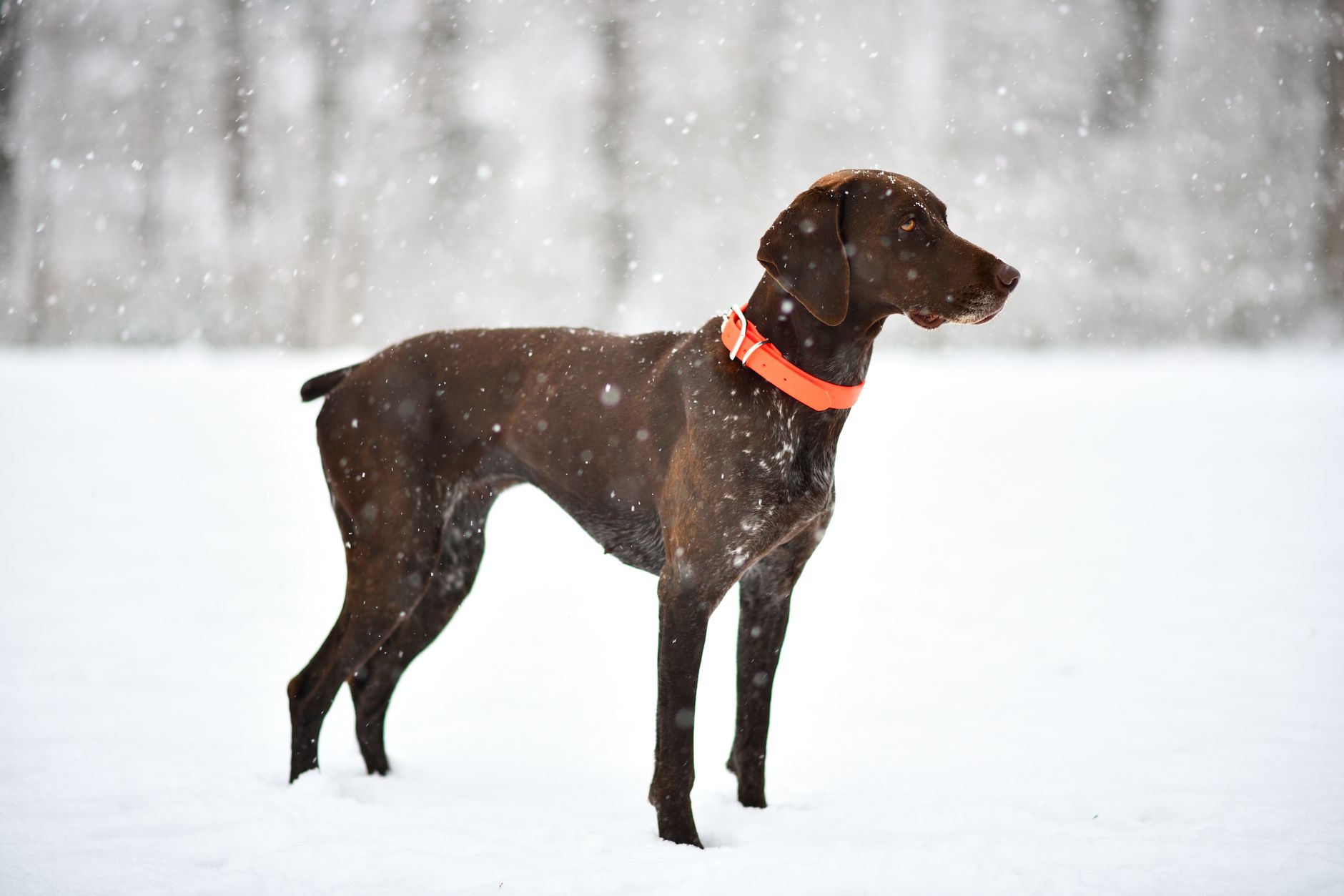 A German Shorthaired Pointer dog