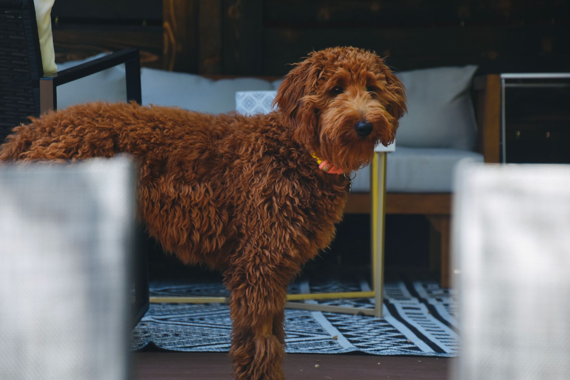 A Goldendoodle dog