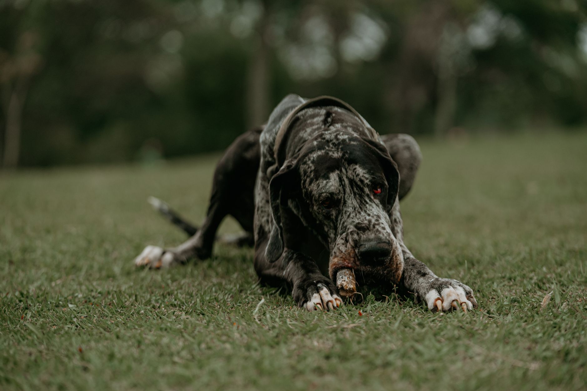 A Great Dane dog