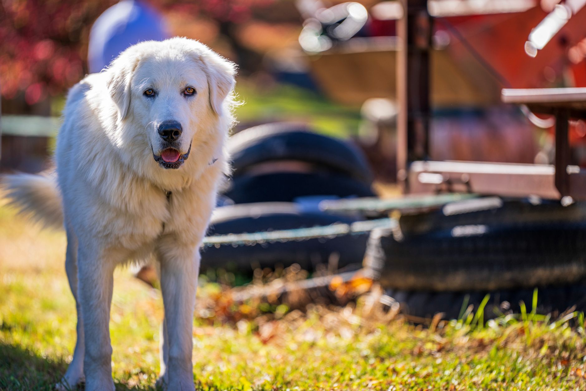 A Great Pyrenees dog