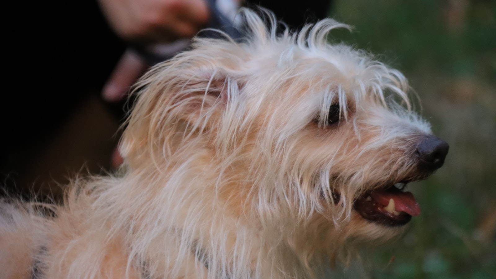 a dog getting his hair cut by a person