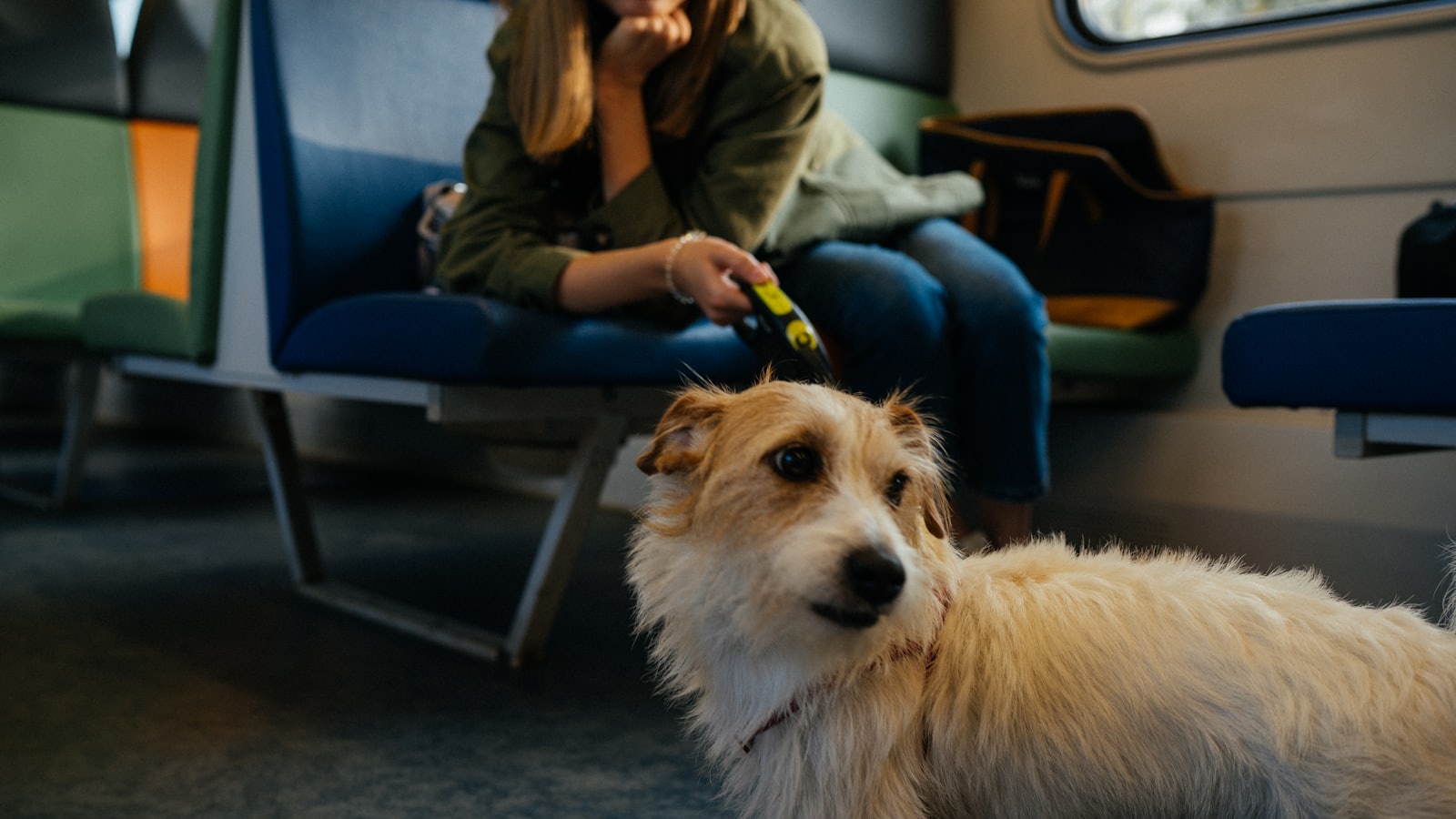 man in green jacket sitting on blue chair with white and brown dog