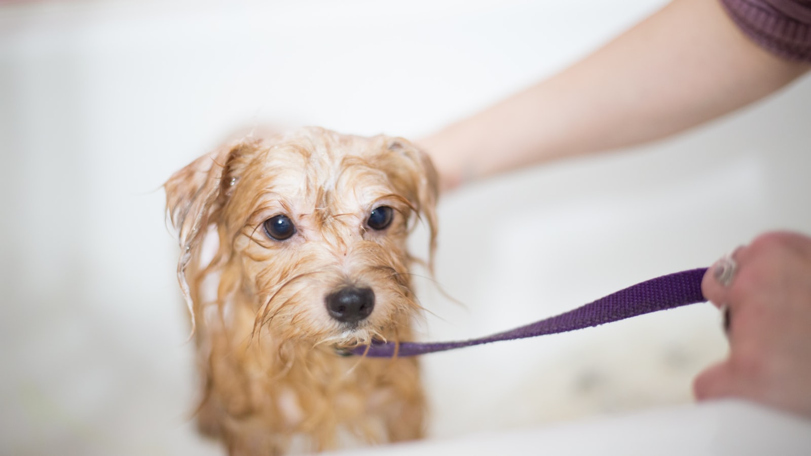 brown long coated small dog