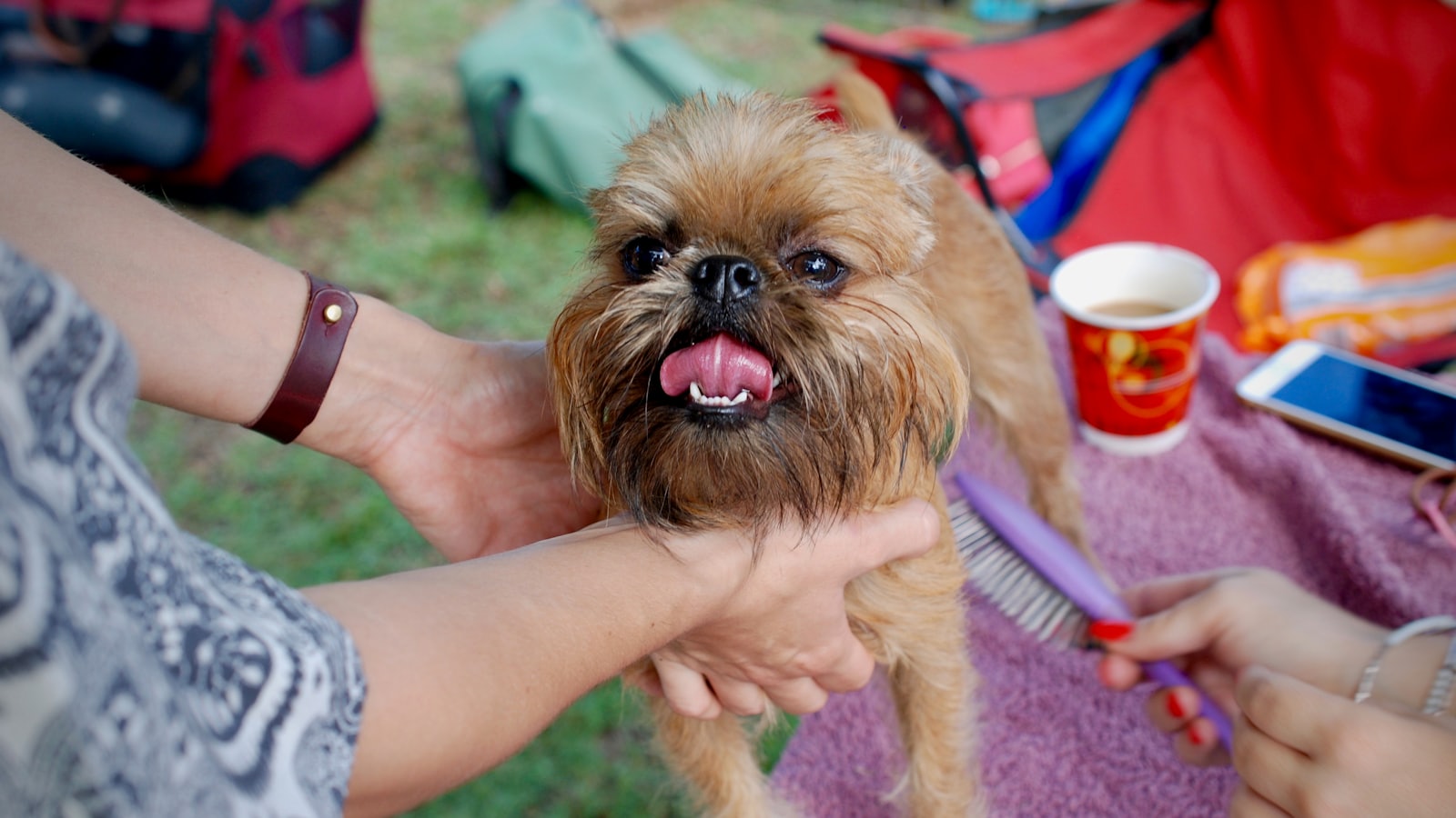 person holding short-coated brown dog