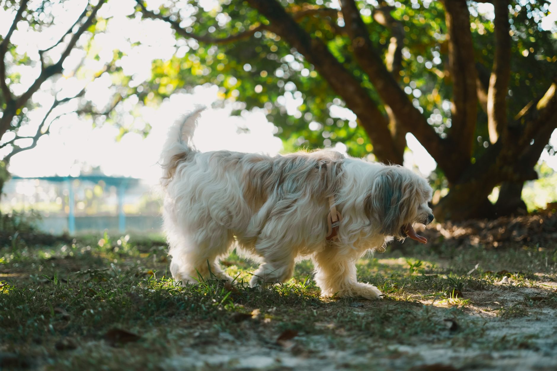 A Havanese dog