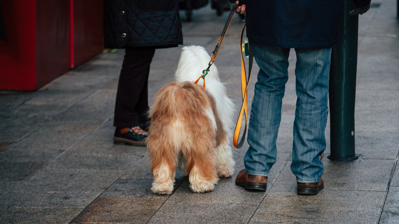 Two people with a fluffy dog on a leash
