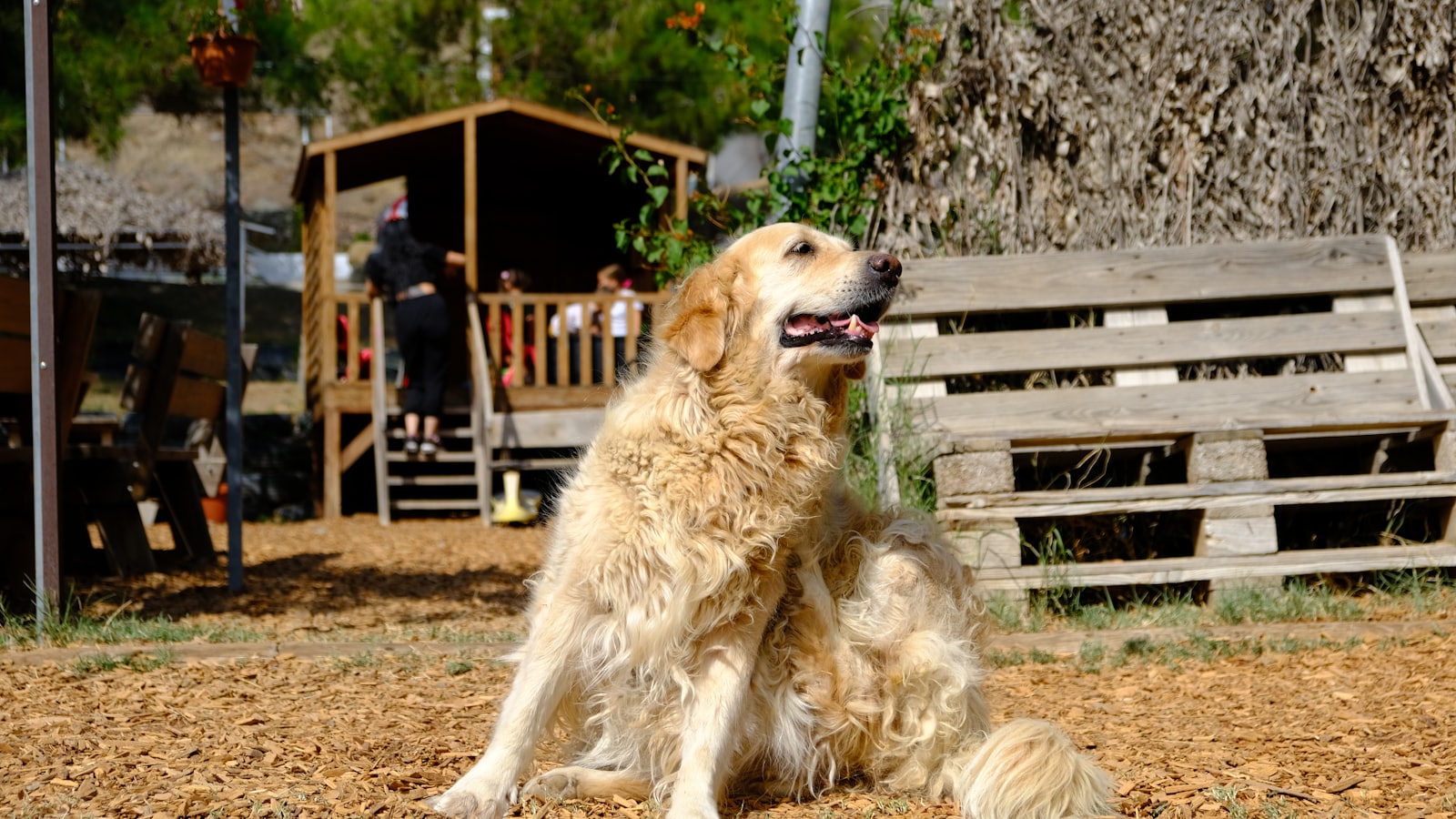 Golden retriever dog sitting outdoors near wooden structure