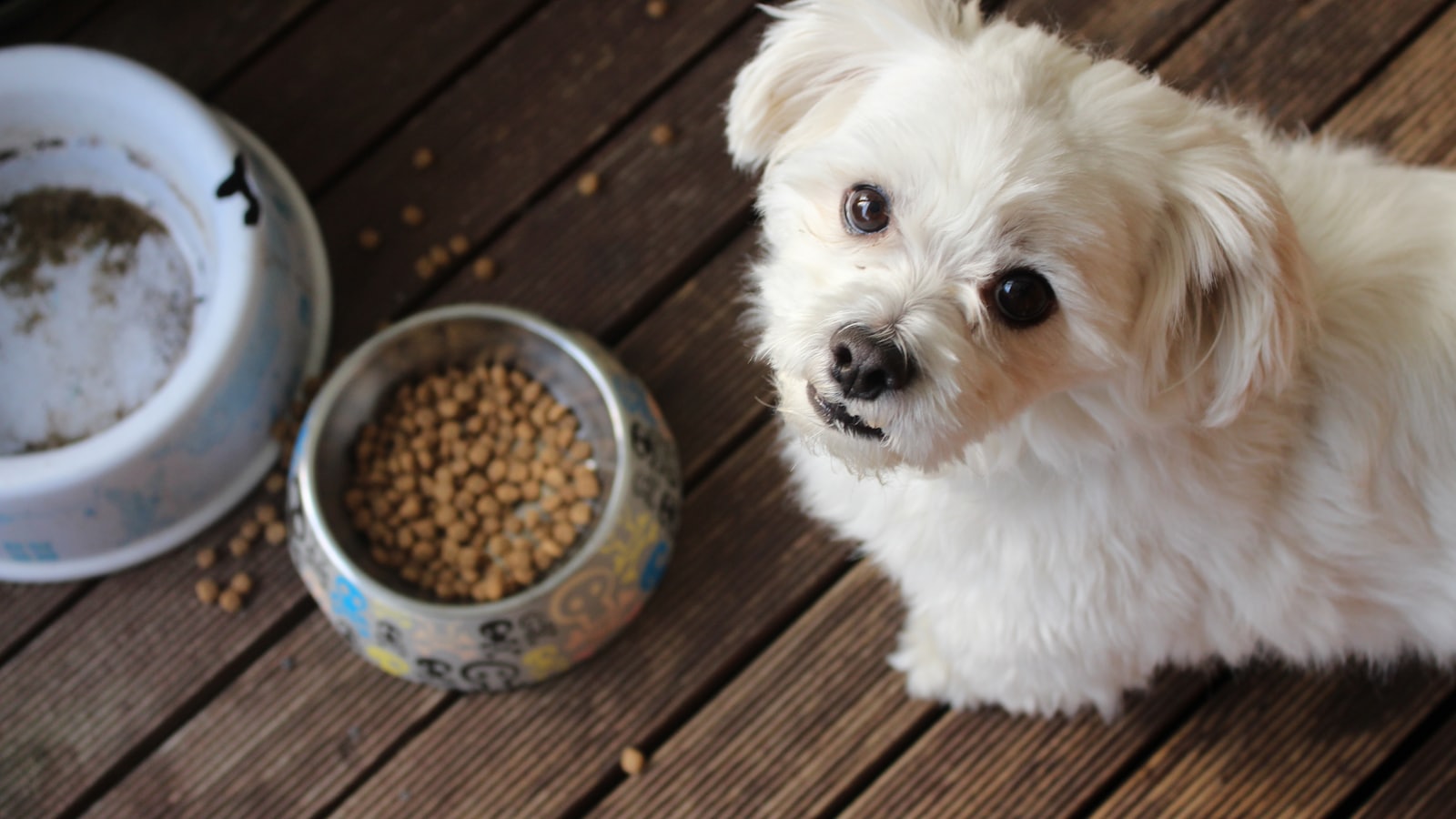 white long coat small dog on brown wooden floor