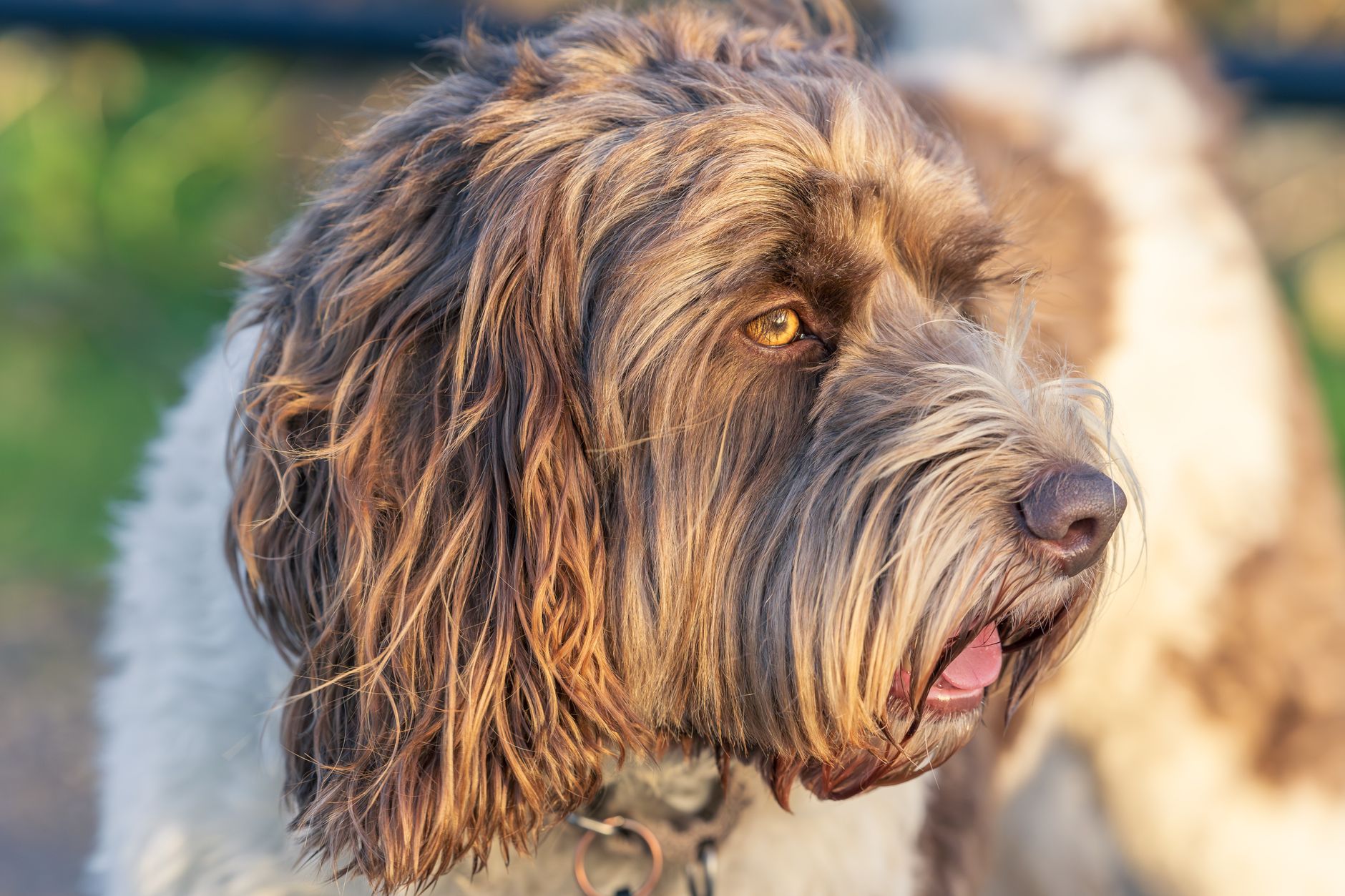A Labradoodle dog