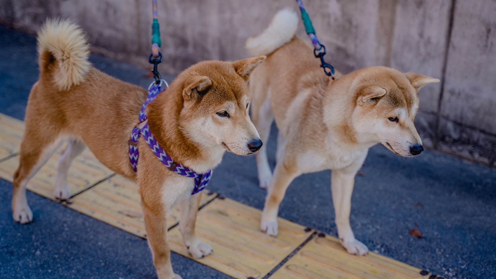 Two shiba inus stand side by side on leashes.