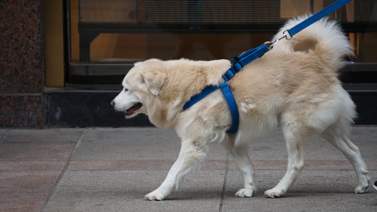 white and brown long coated dog with blue leash
