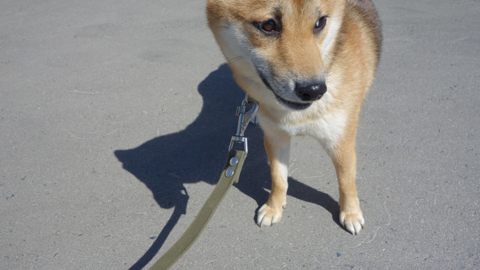 a brown and white dog standing on a leash