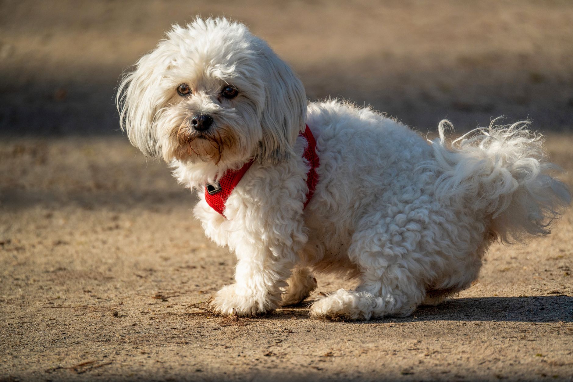 A Maltese dog