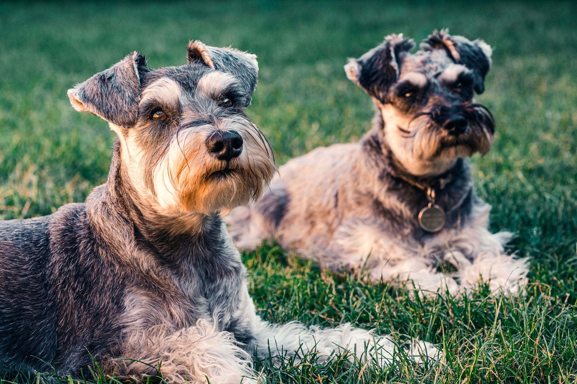 A Miniature Schnauzer dog