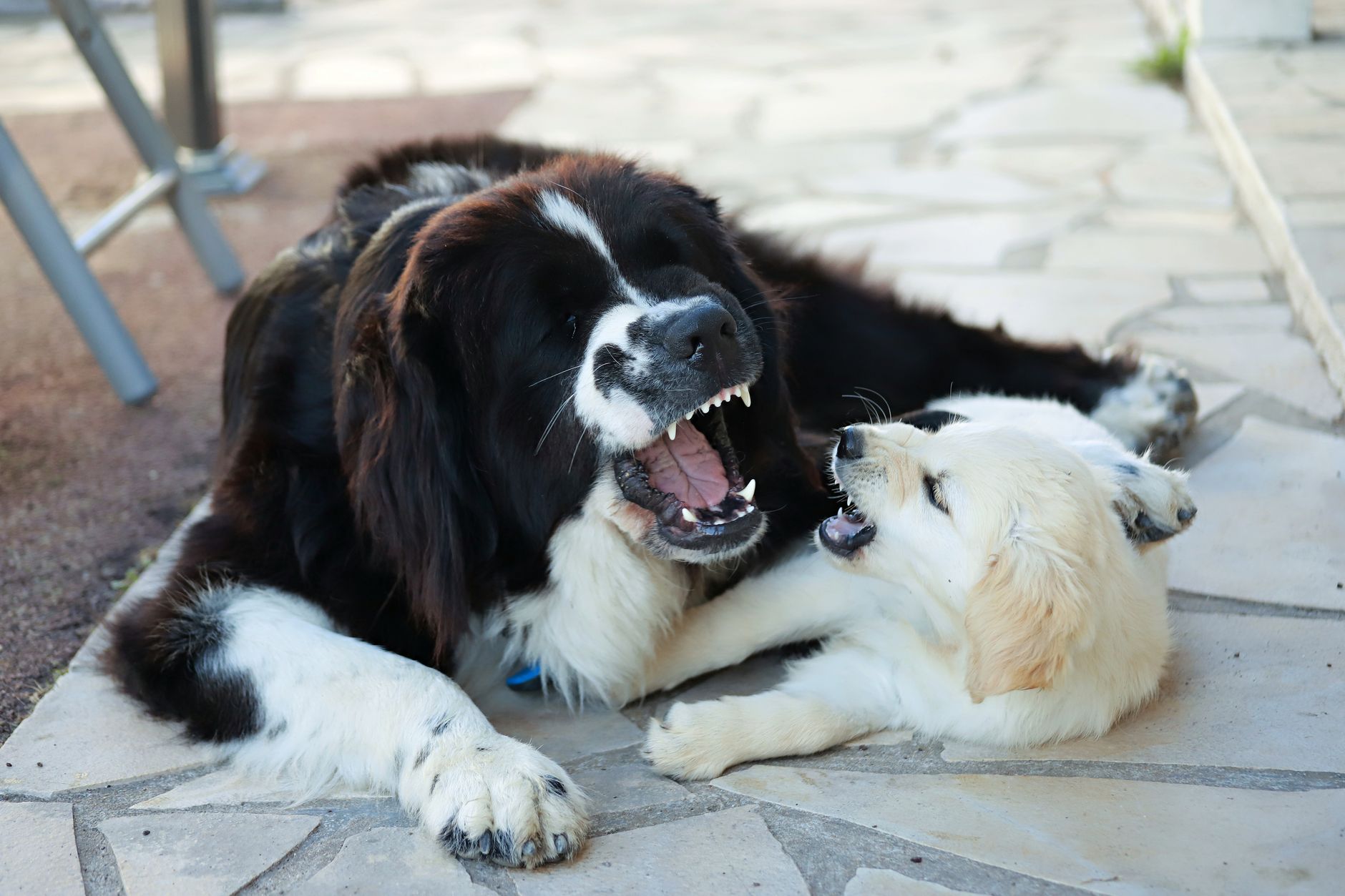 A Newfoundland dog