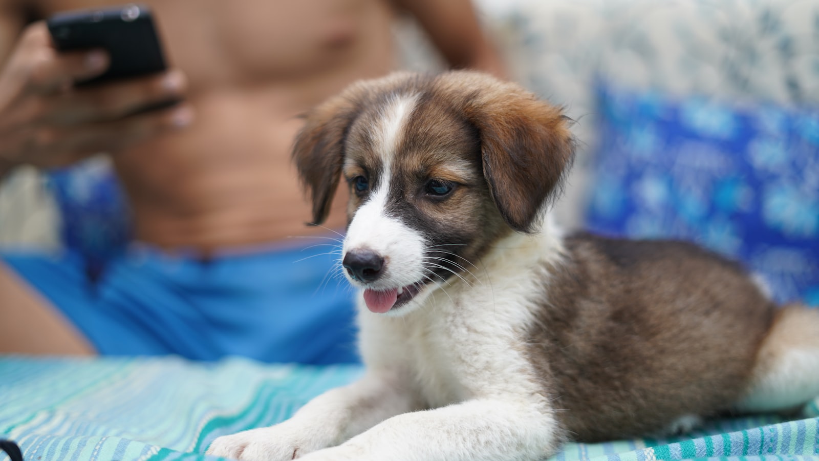 brown and white short coated puppy on blue textile