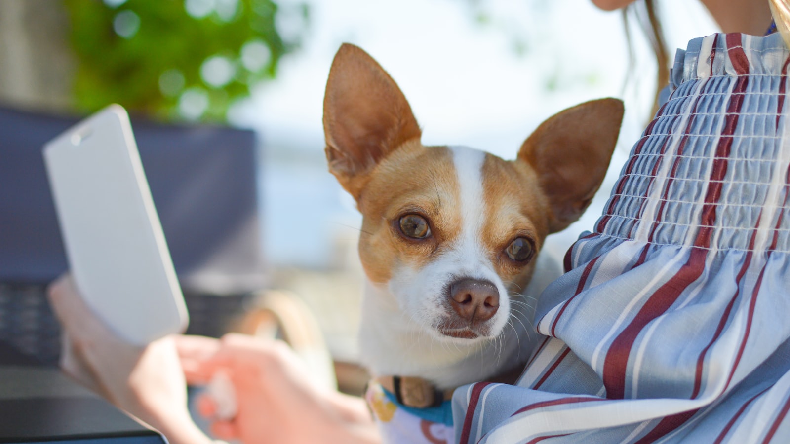 shallow focus photo of Chihuahua
