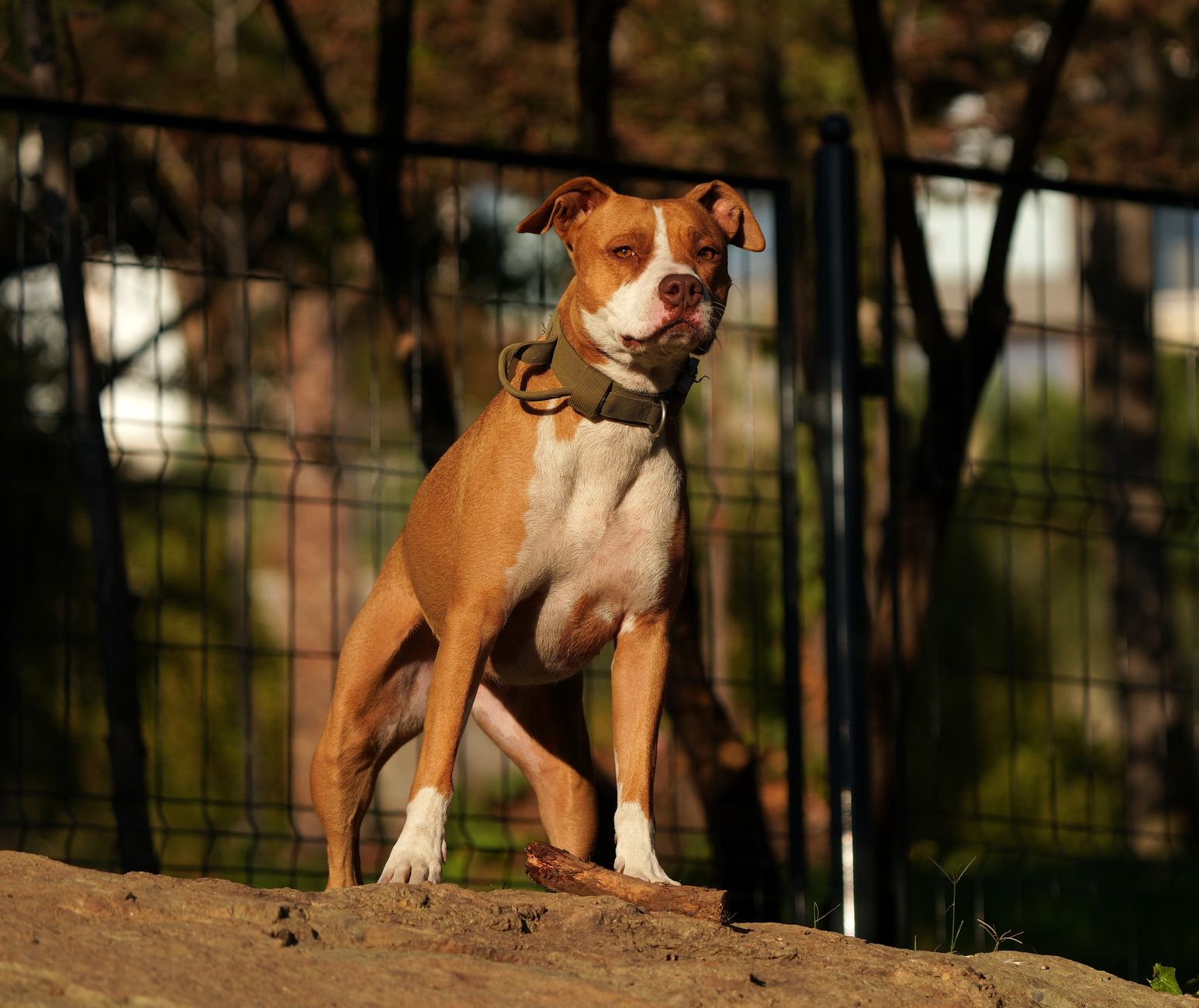 A Pit Bull dog