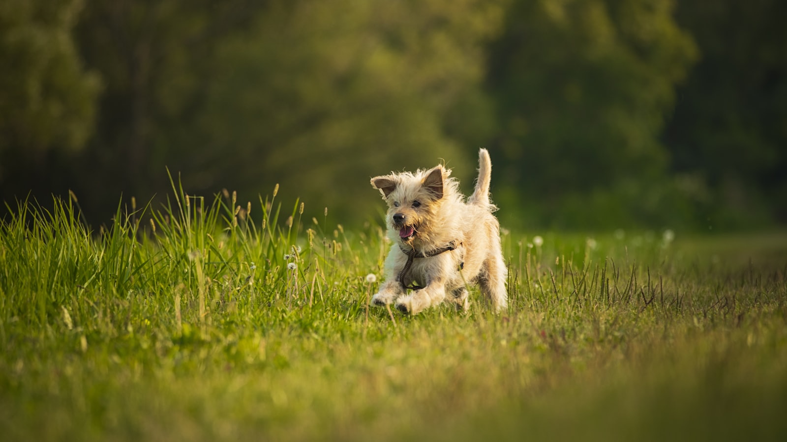 a dog running in a field