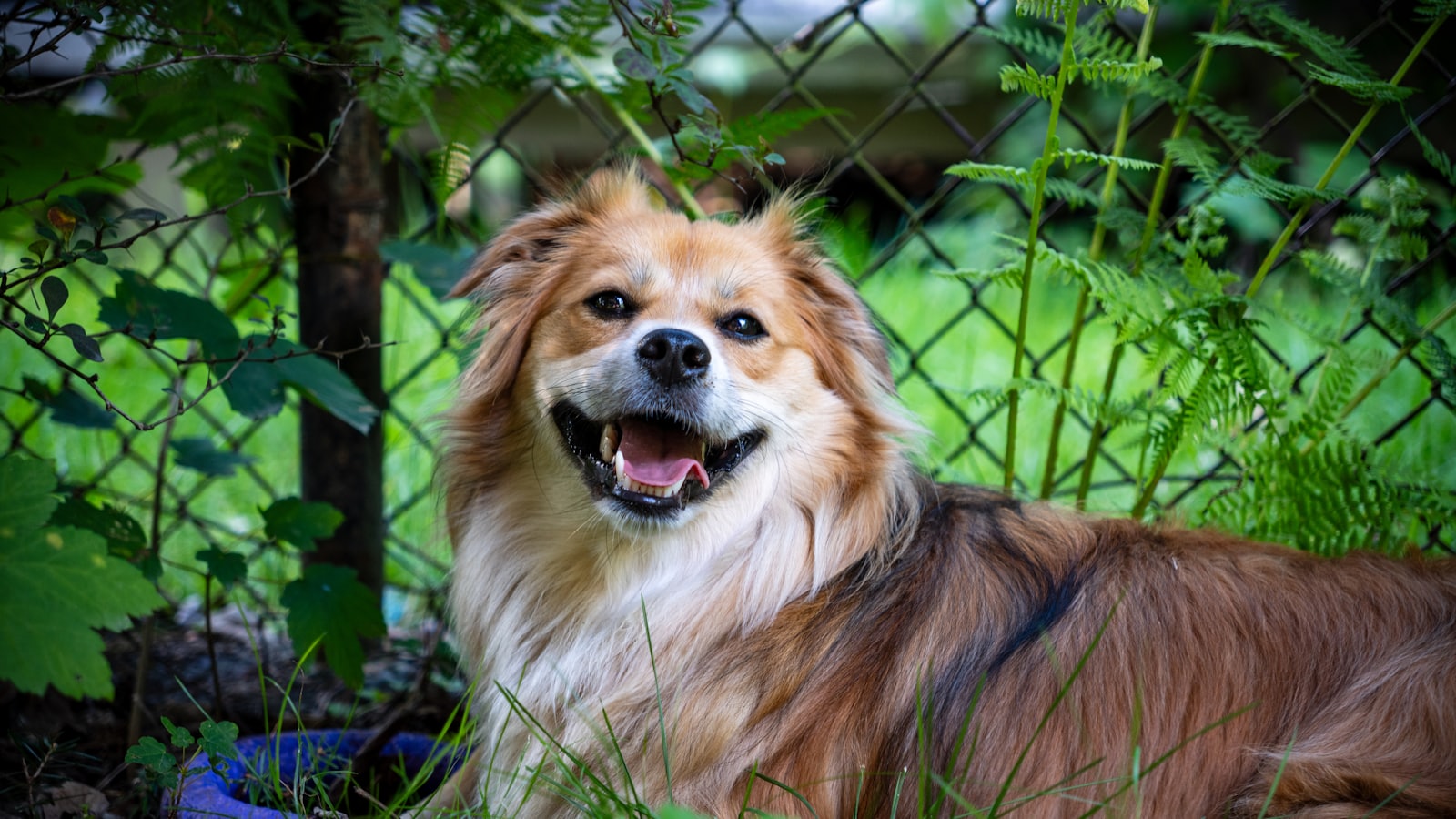 A dog sitting in the grass behind a fence