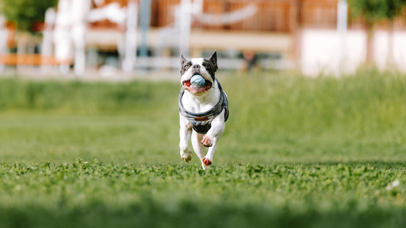 a dog running in the grass with a frisbee in its mouth
